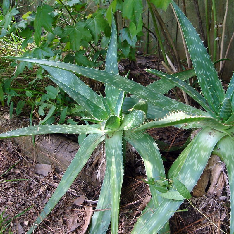Aloe Vera Sunblock SPF 50 Gel