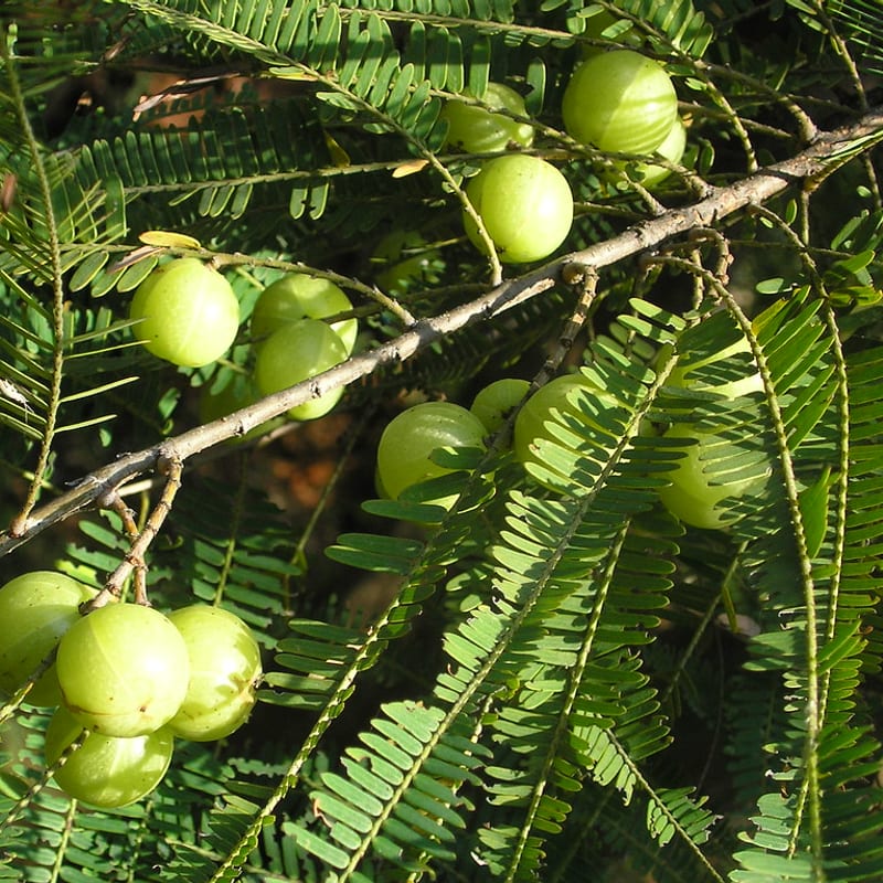 Amla Reetha Sikakai Shampoo