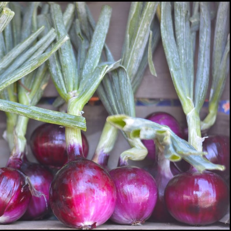 Red Onion Hair Growth Oil
